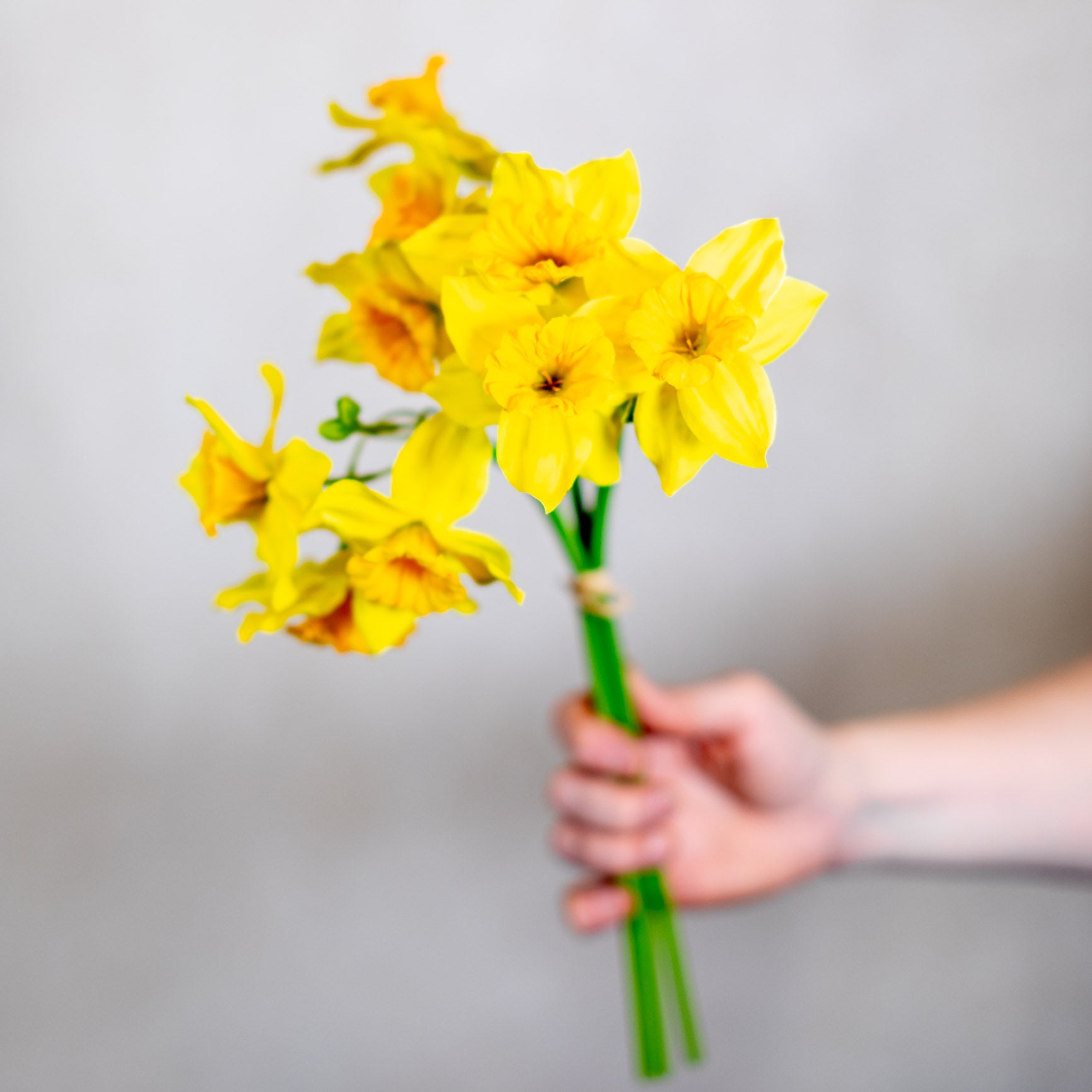 Yellow Field Daffodil Bundle