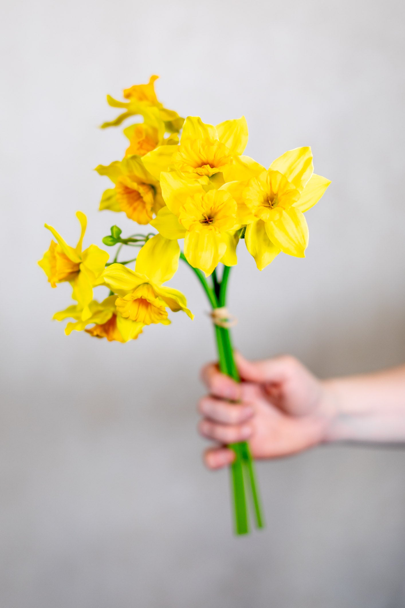 Yellow Field Daffodil Bundle