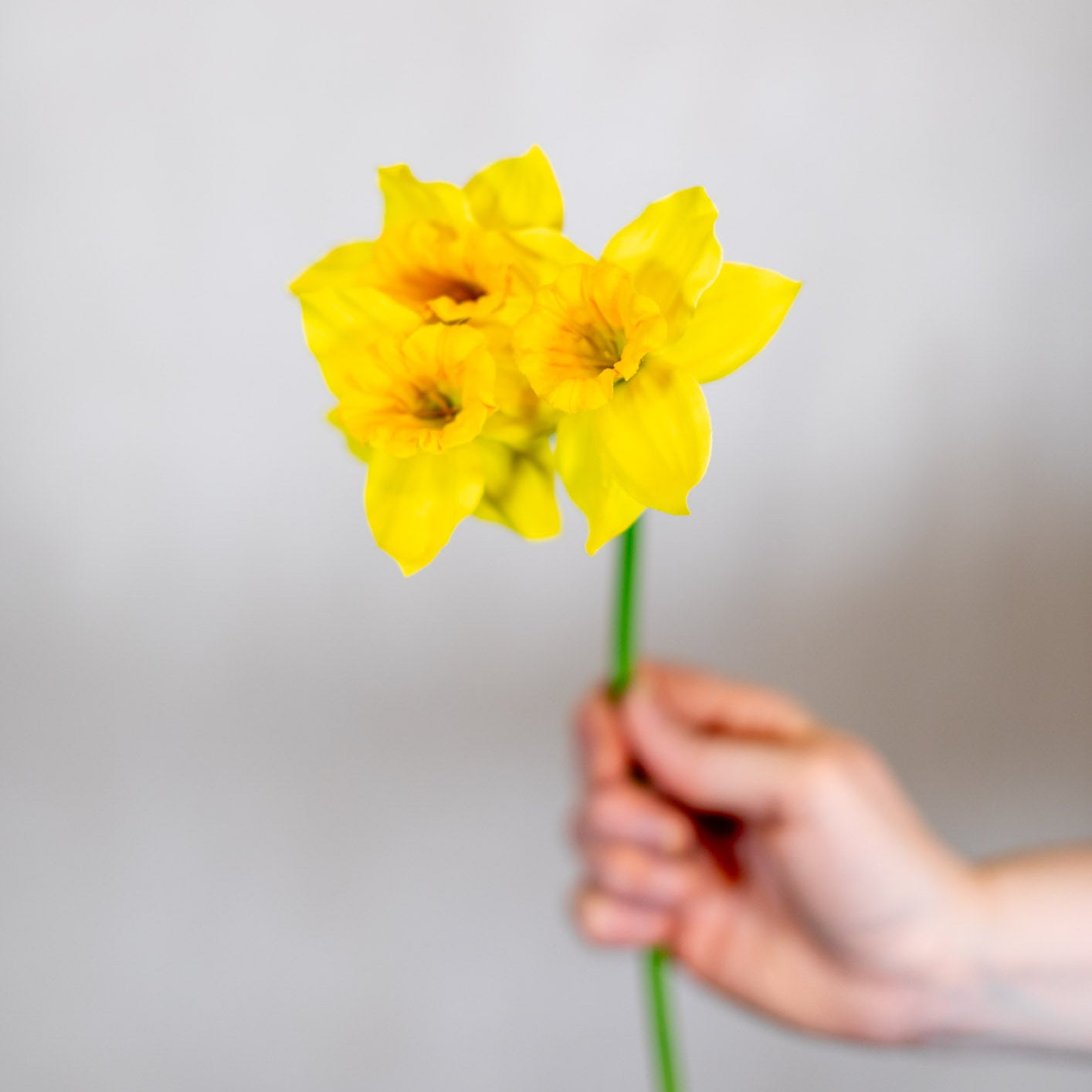 Yellow Field Daffodil Bundle