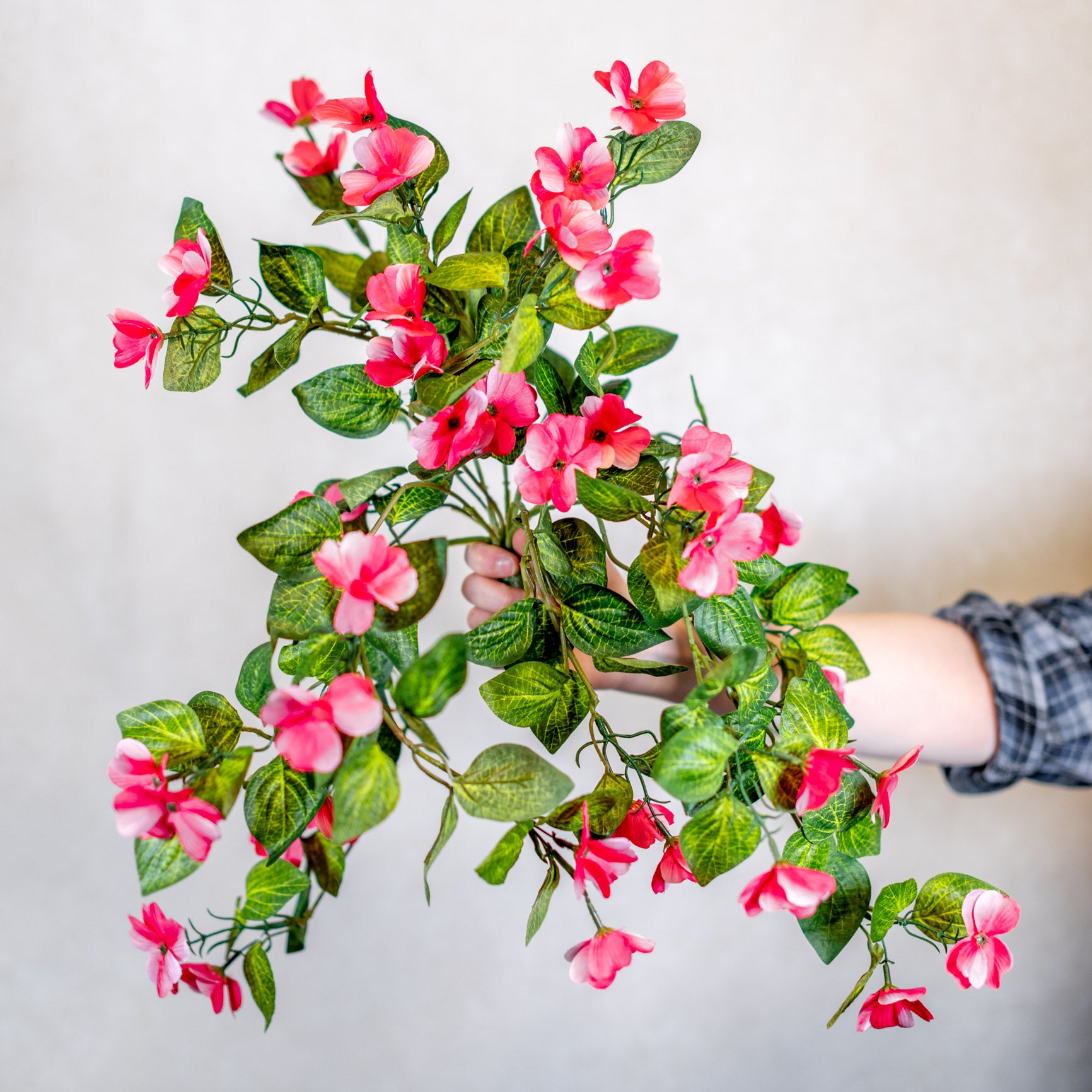 Hanging Impatients Pink Plant