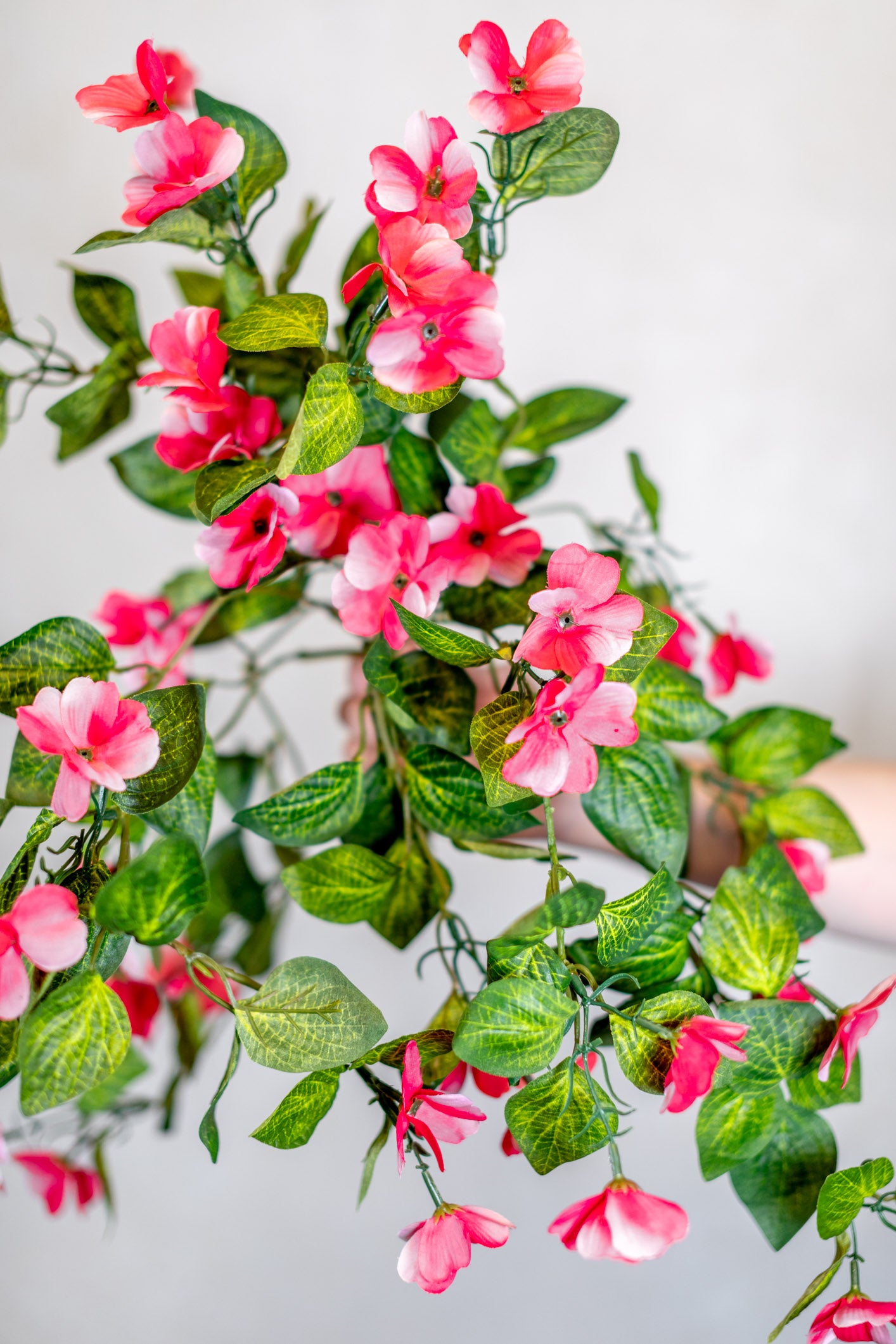 Hanging Impatients Pink Plant