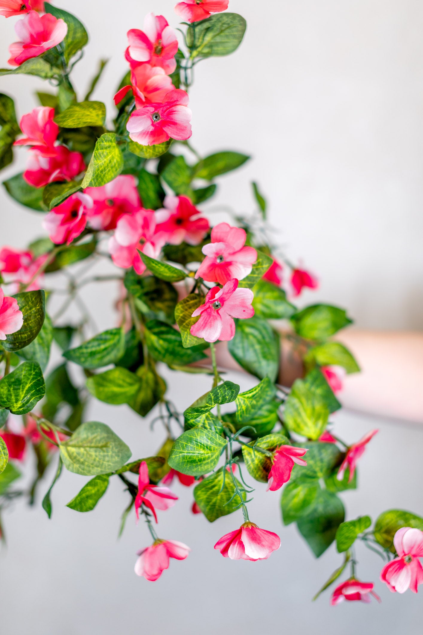 Hanging Impatients Pink Plant