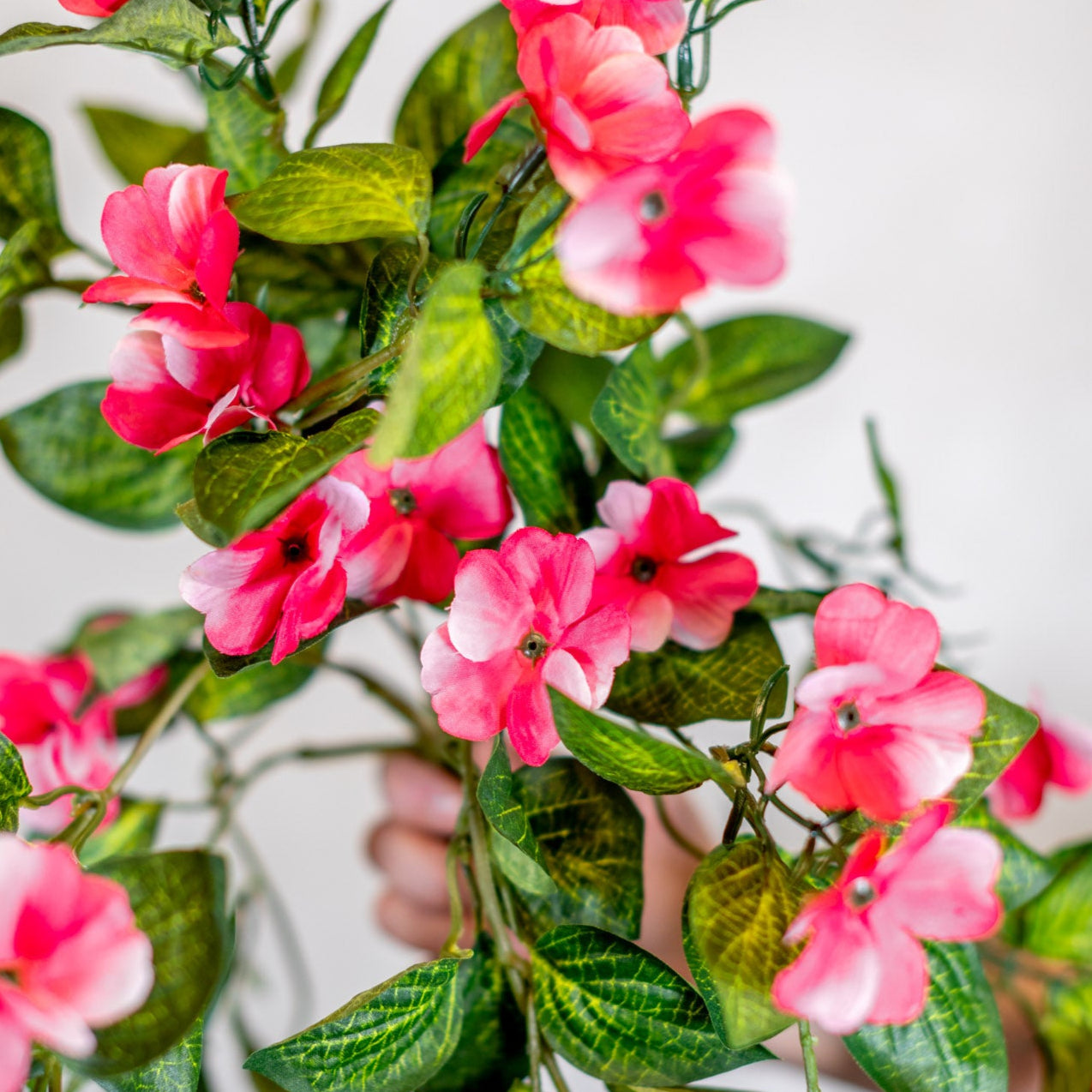 Hanging Impatients Pink Plant