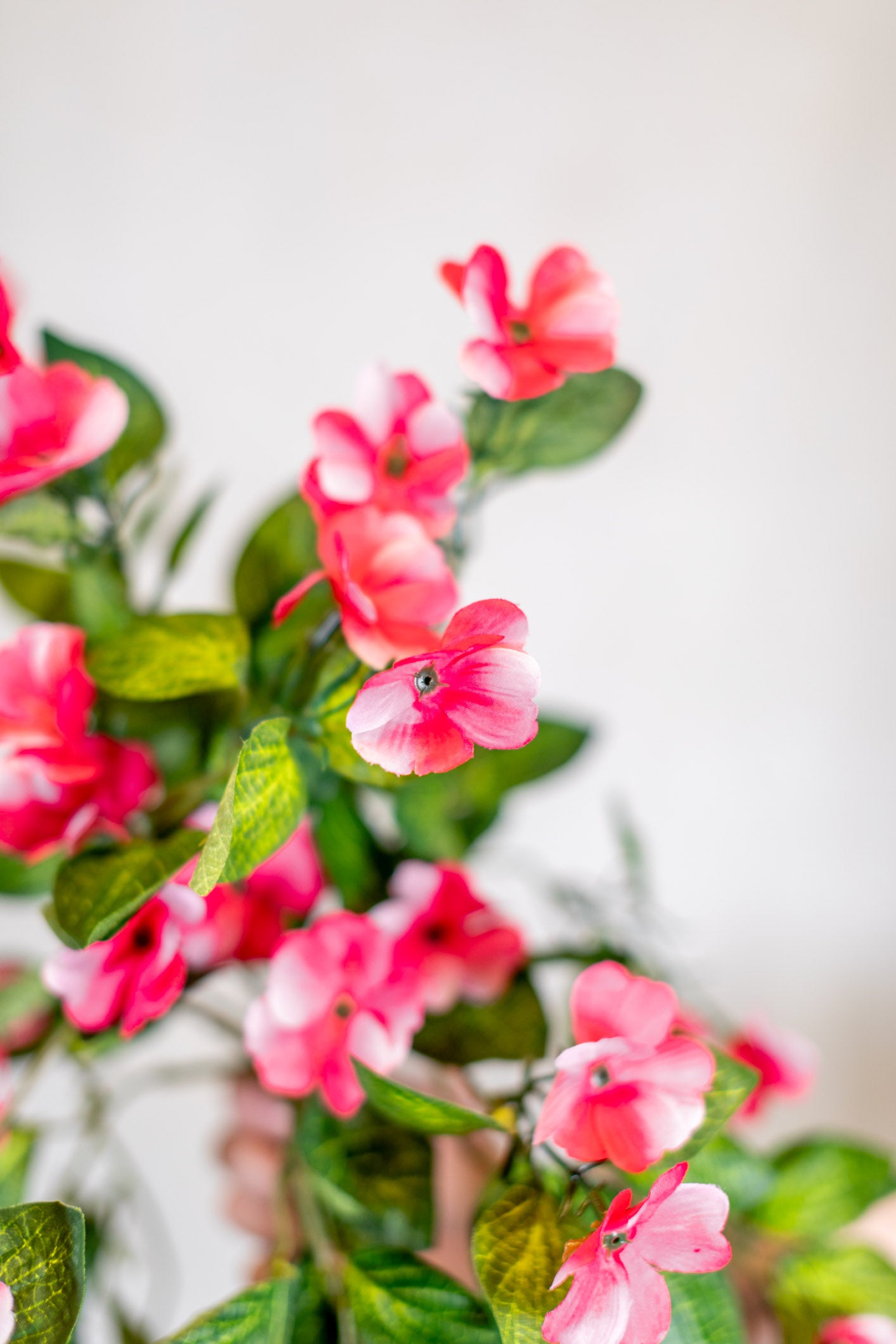 Hanging Impatients Pink Plant