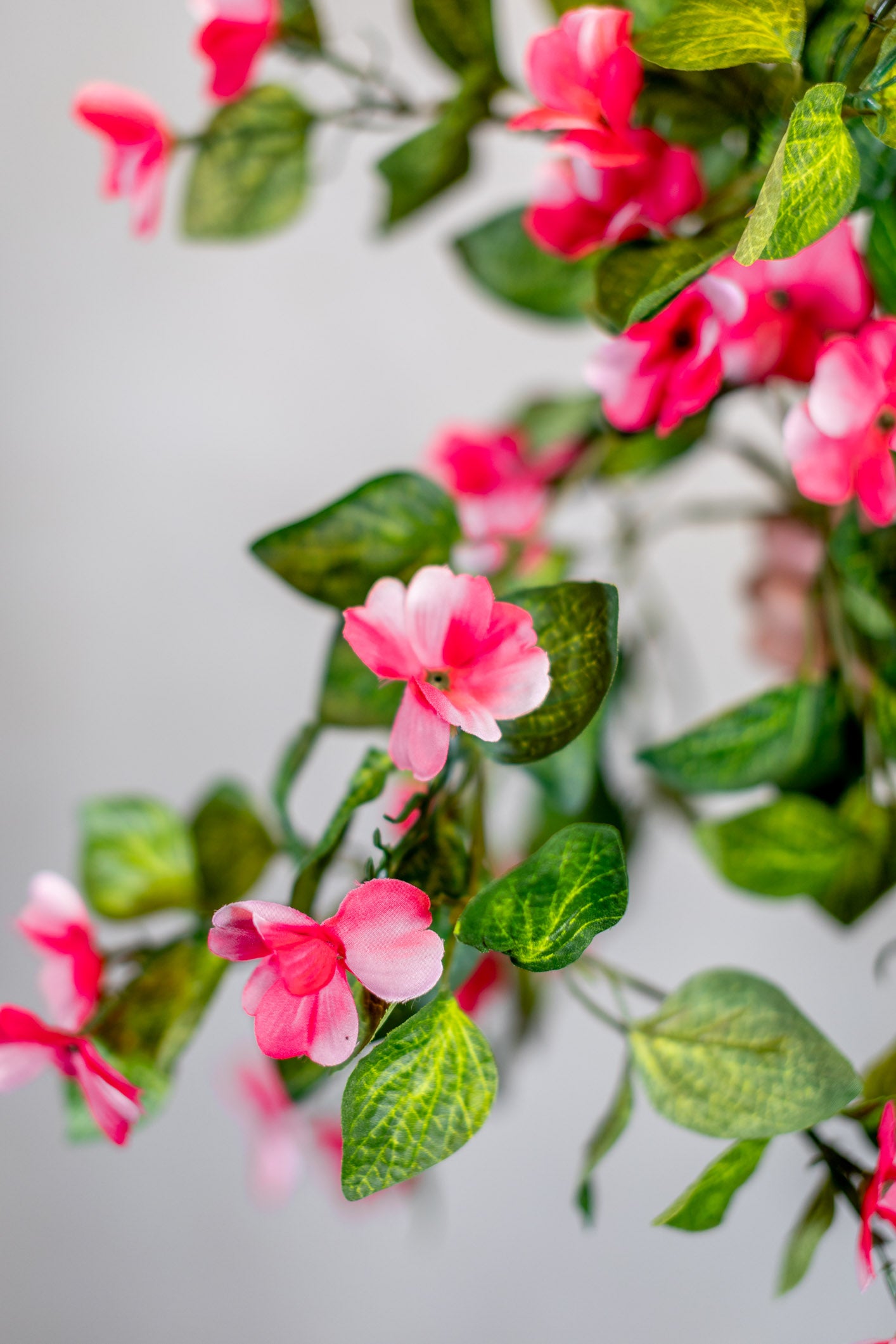 Hanging Impatients Pink Plant