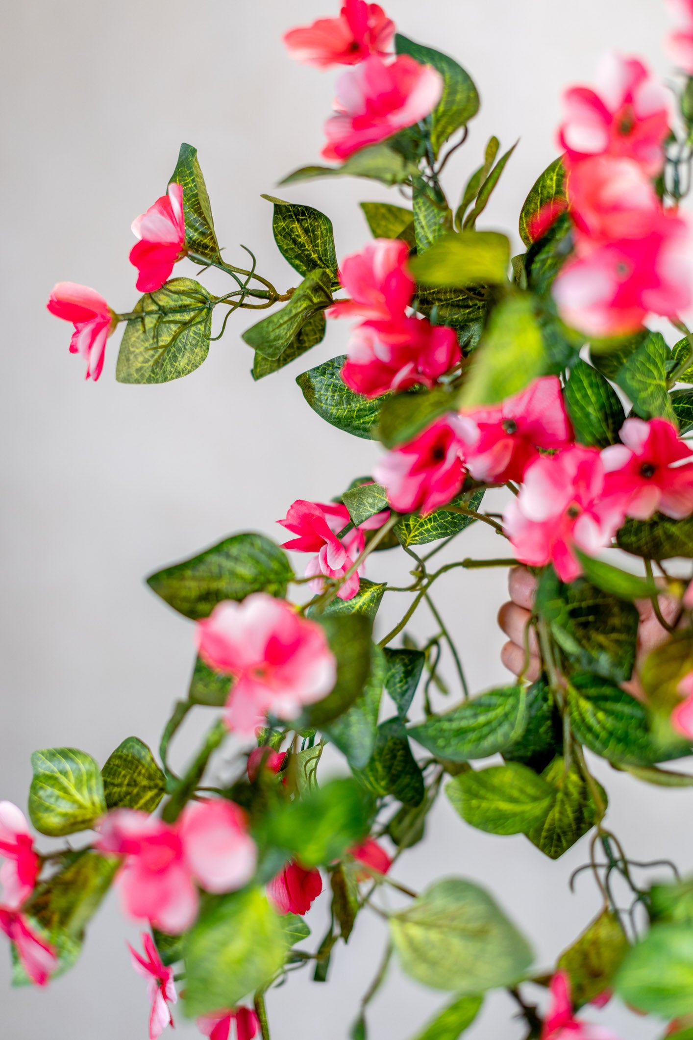 Hanging Impatients Pink Plant