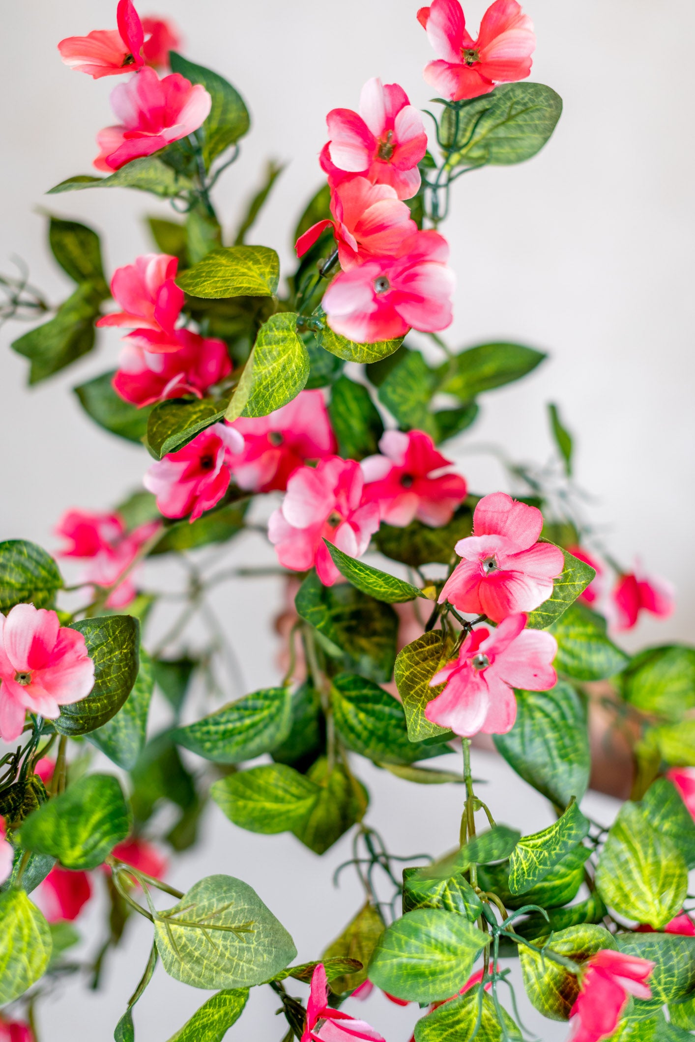 Hanging Impatients Pink Plant