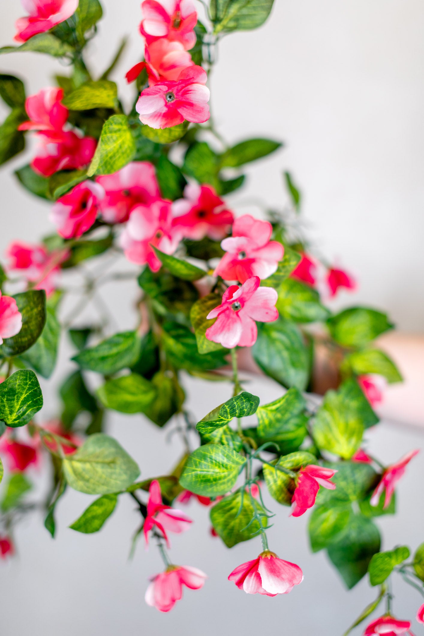 Hanging Impatients Pink Plant