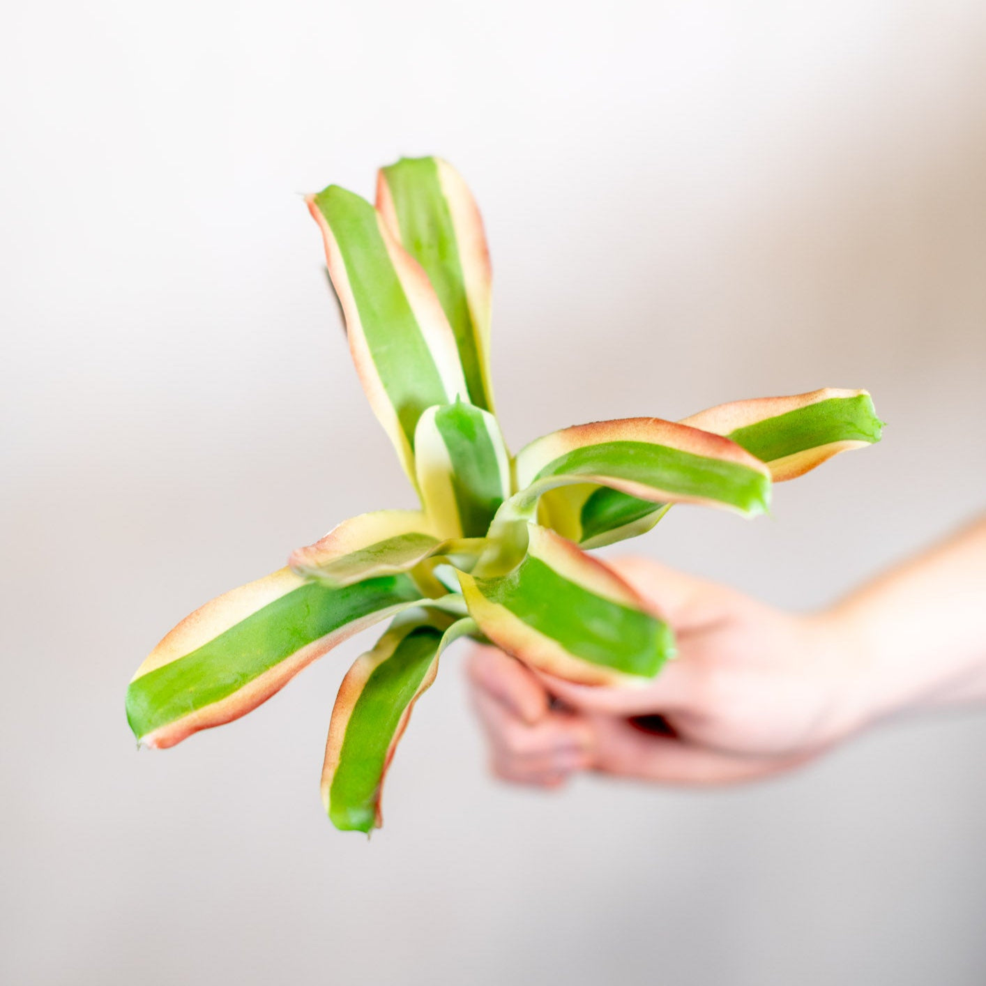 Bromeliad Succulent Green White