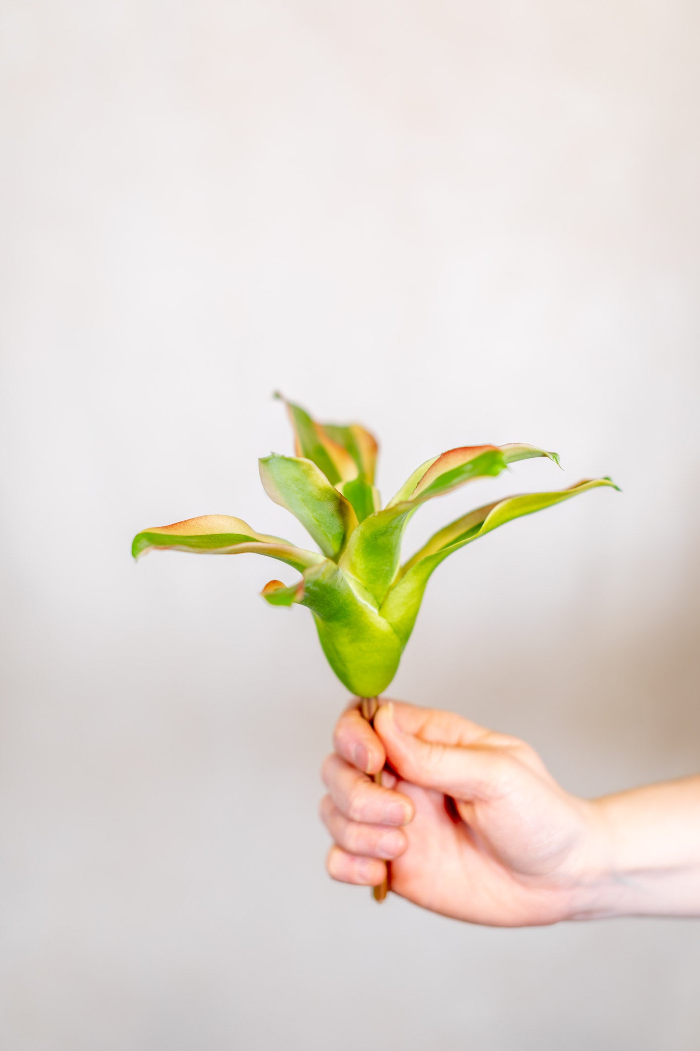 Bromeliad Succulent Green White