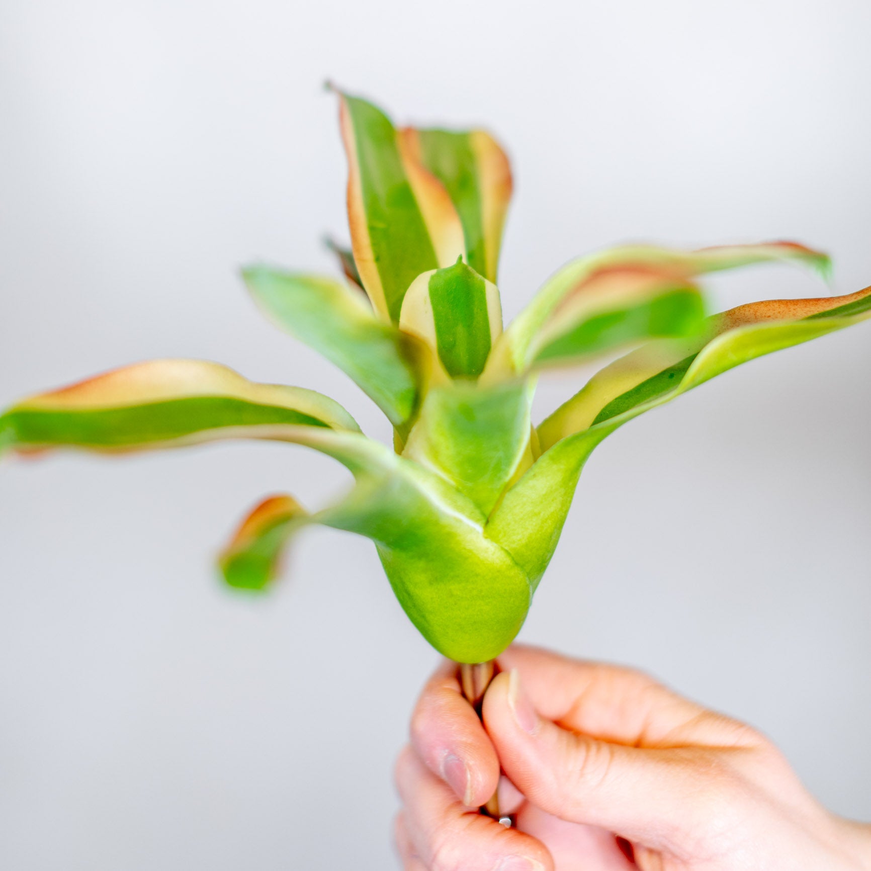 Bromeliad Succulent Green White