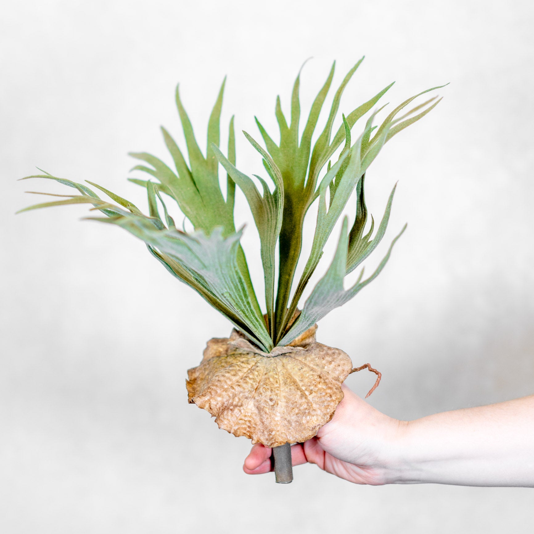 Flocked Staghorn Plant