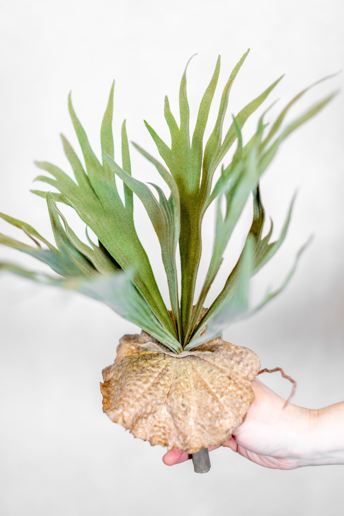 Flocked Staghorn Plant