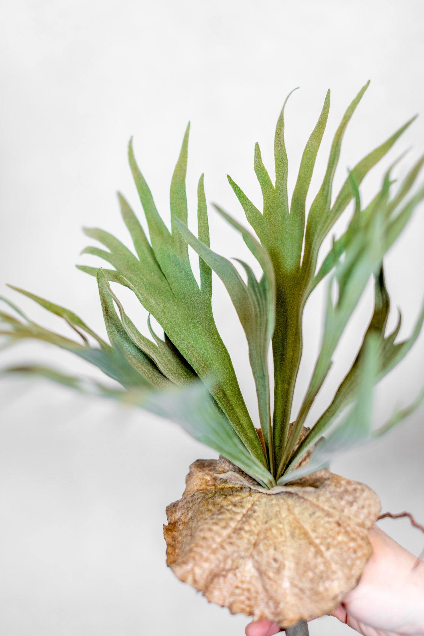 Flocked Staghorn Plant