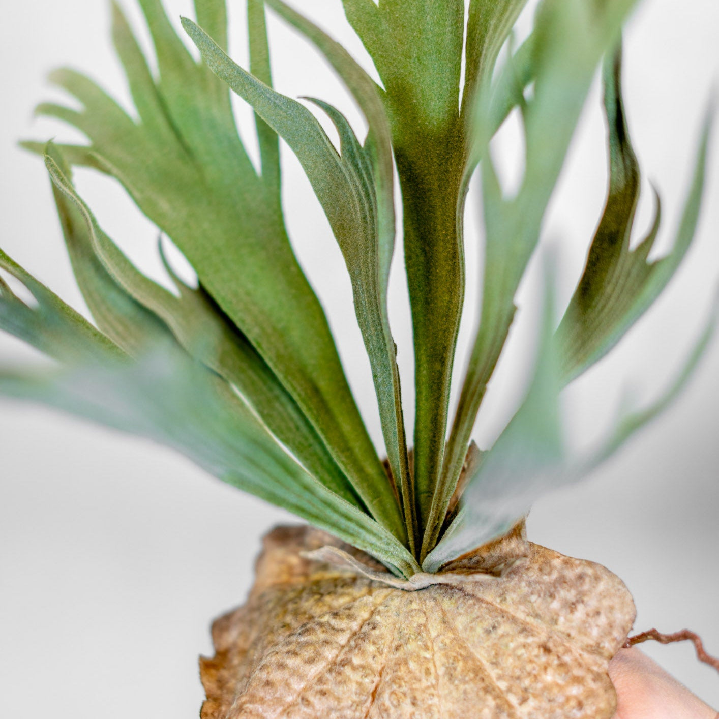 Flocked Staghorn Plant