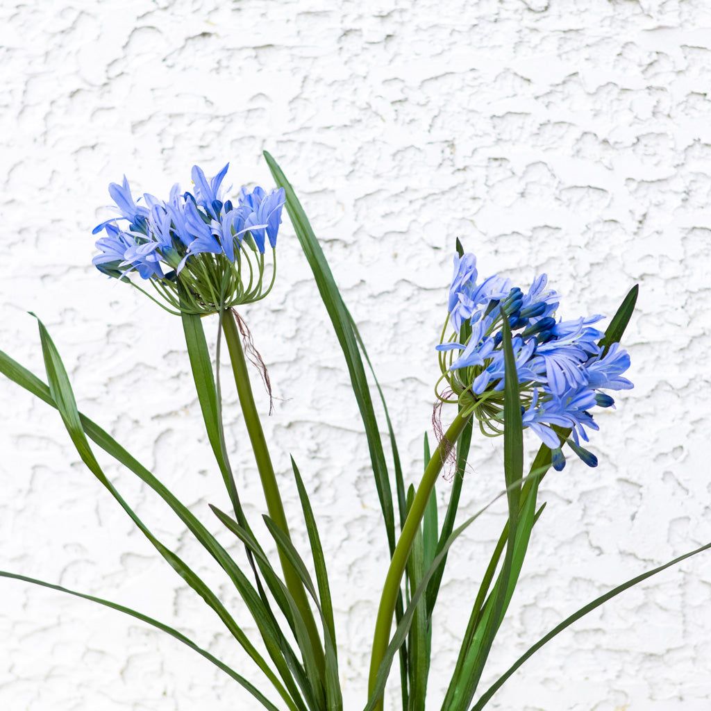 Double Blue Agapanthus Drop In