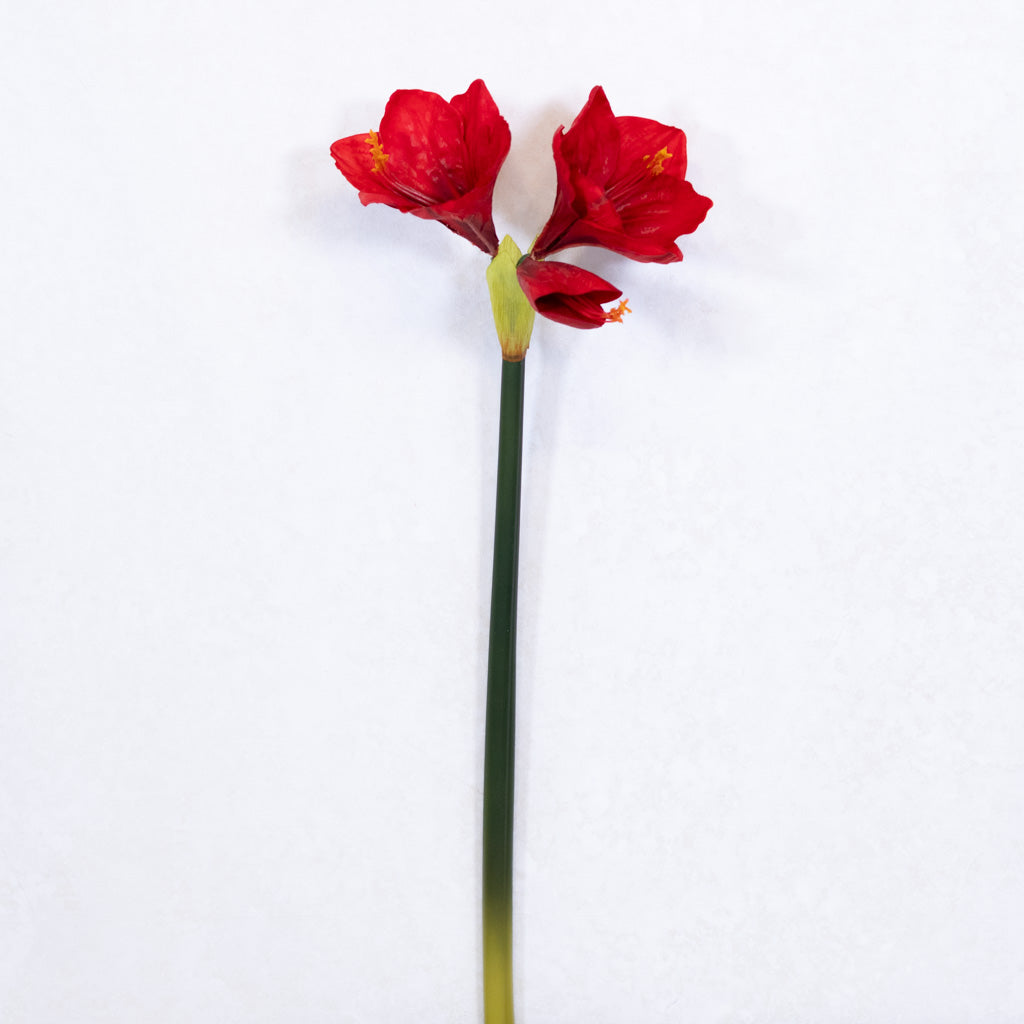 Red Amaryllis with Two Blooms and Bud