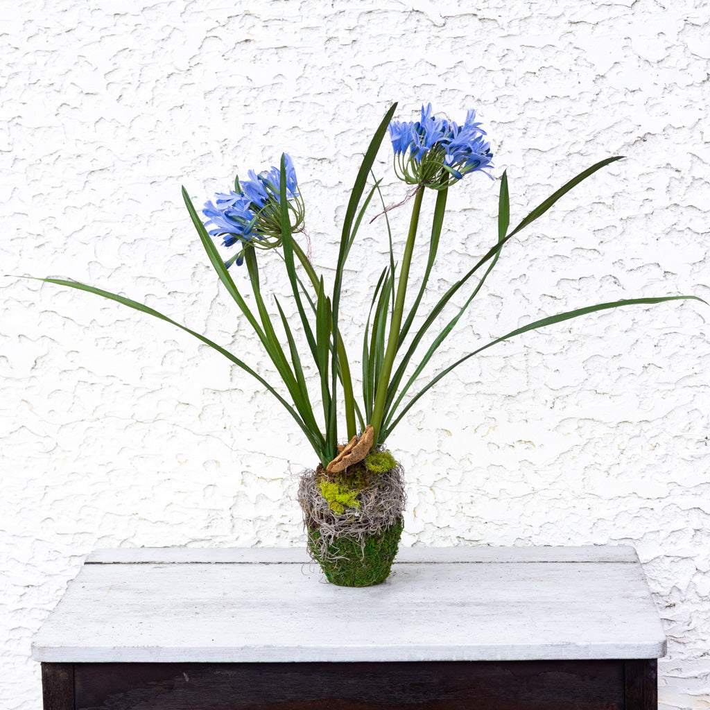Double Blue Agapanthus Drop In