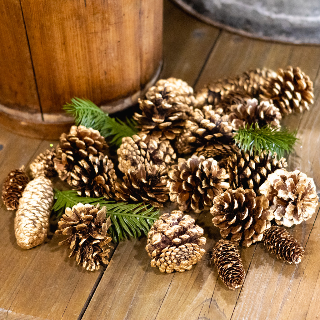 Cylinder of Assorted Gold Tipped Pinecones & Pine Sprigs