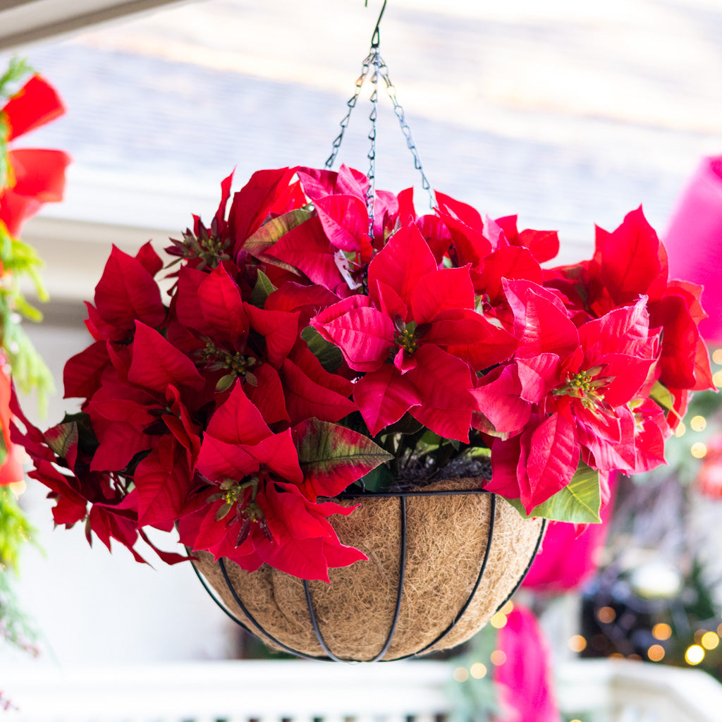 Red Poinsettia Hanging Basket