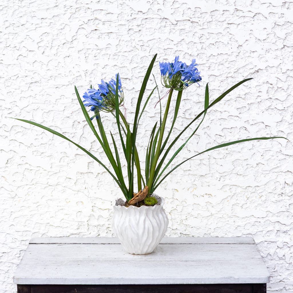 Double Blue Agapanthus Drop In
