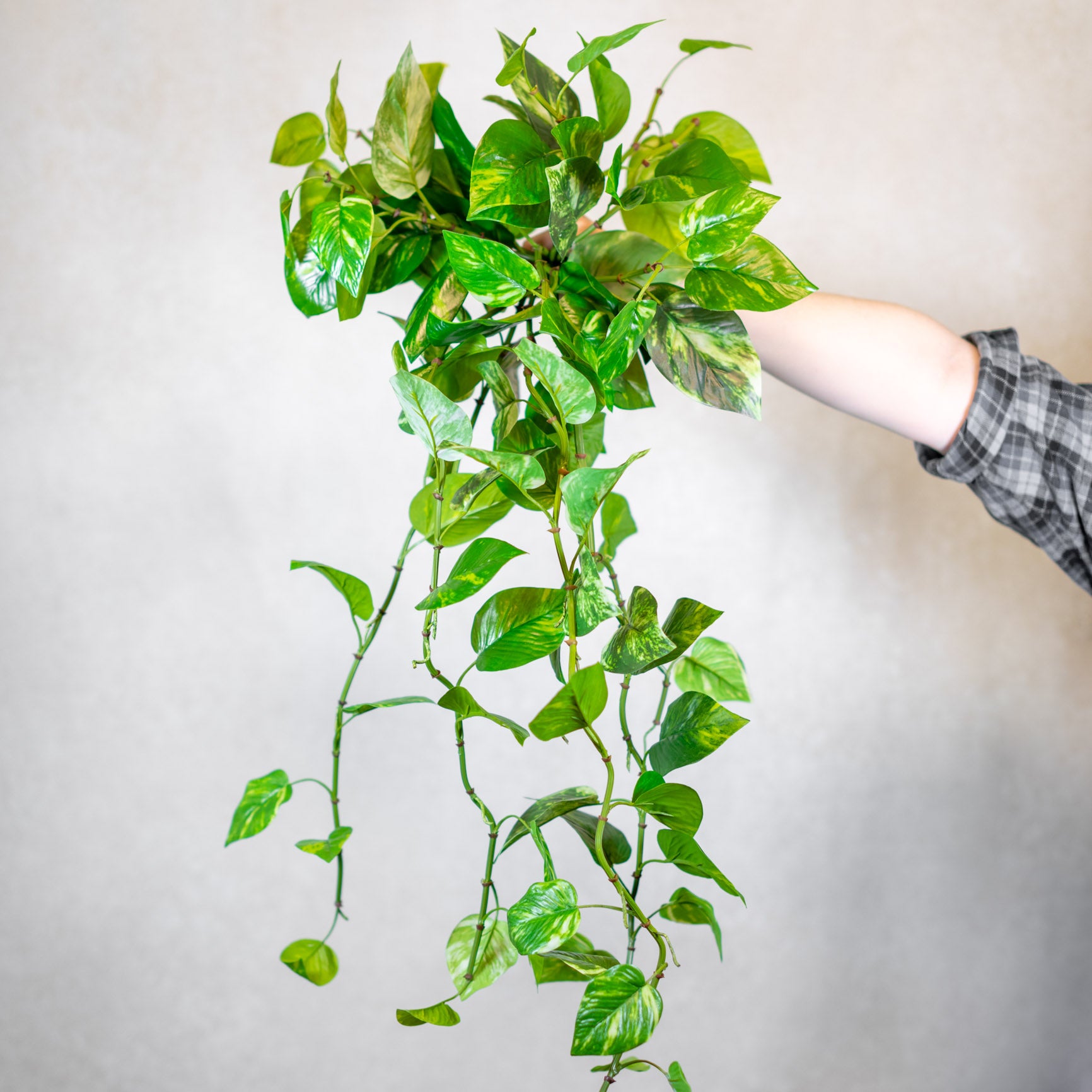 Natural Touch Pothos Hanging Plant UV Treated