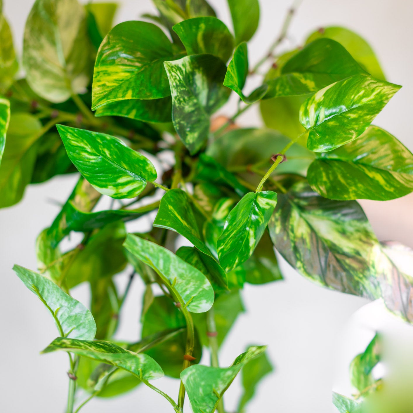 Natural Touch Pothos Hanging Plant UV Treated