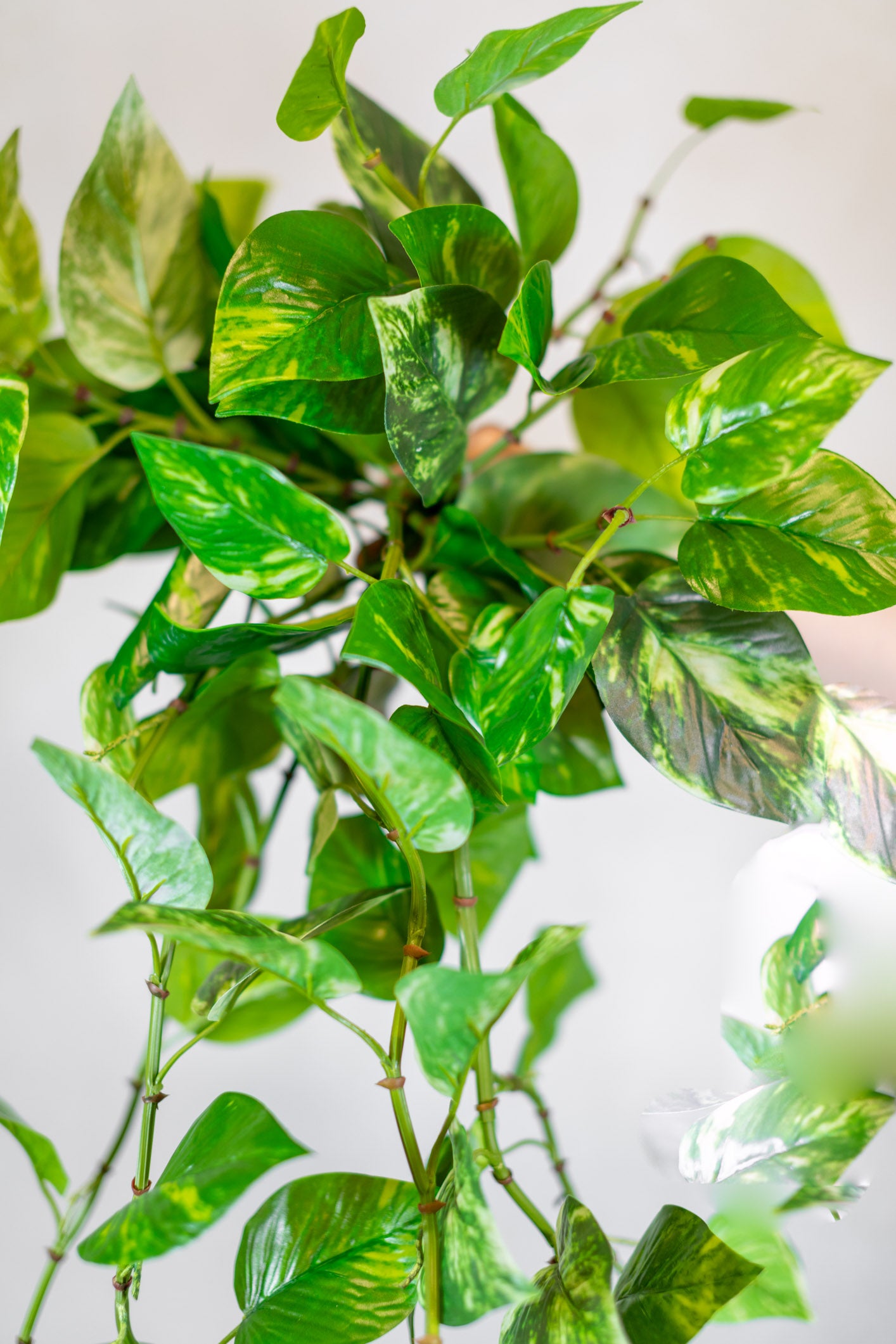 Natural Touch Pothos Hanging Plant UV Treated