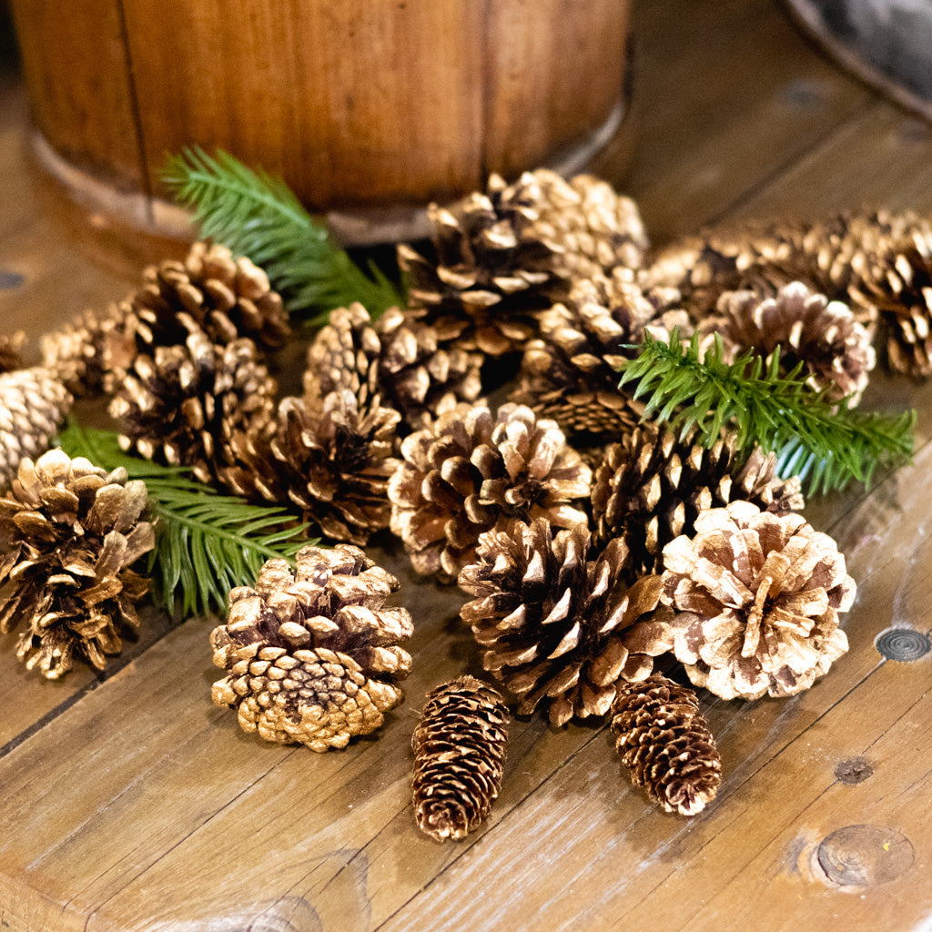Cylinder of Assorted Gold Tipped Pinecones & Pine Sprigs