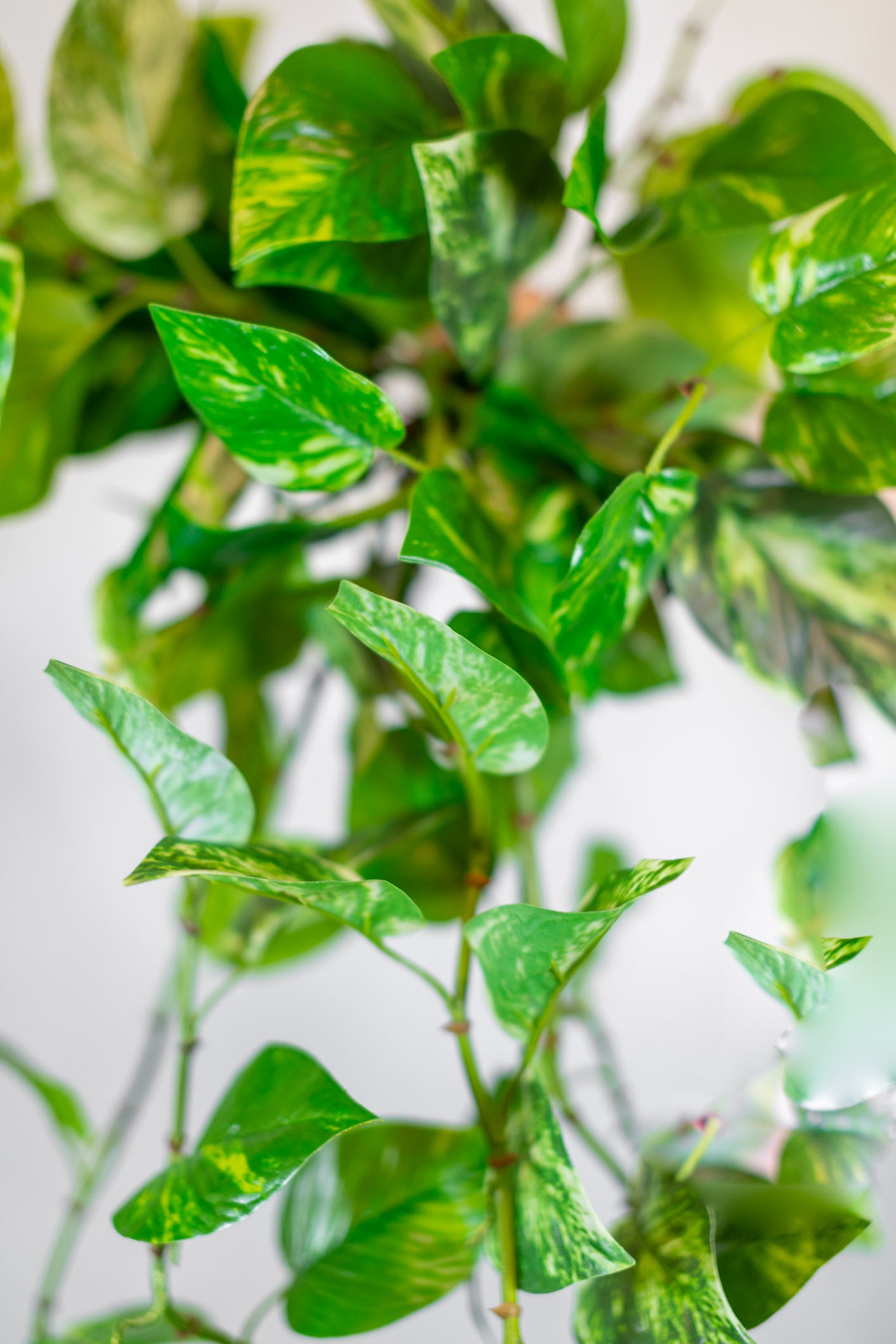 Natural Touch Pothos Hanging Plant UV Treated