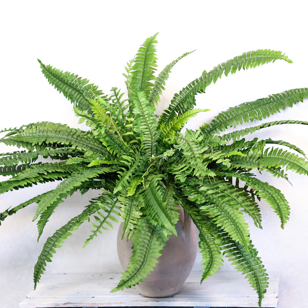 Estate Boston Fern UV Resistant Bush