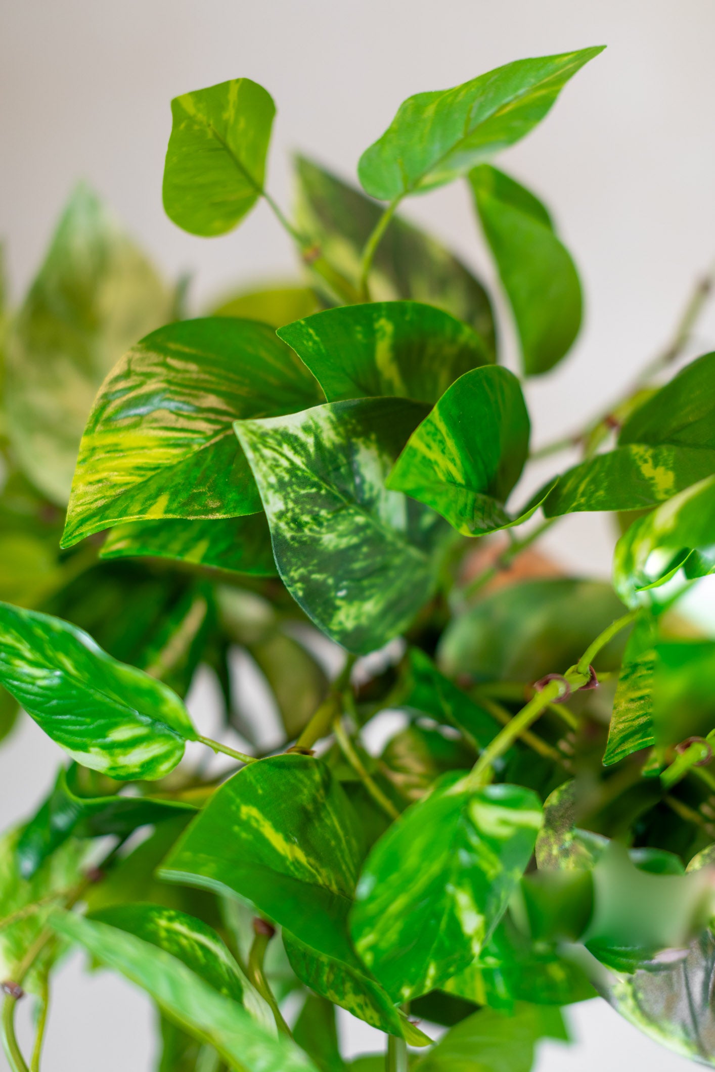 Natural Touch Pothos Hanging Plant UV Treated