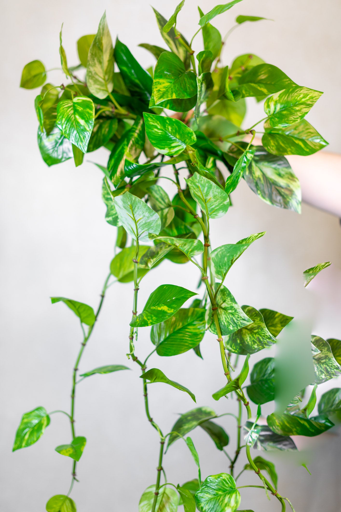 Natural Touch Pothos Hanging Plant UV Treated