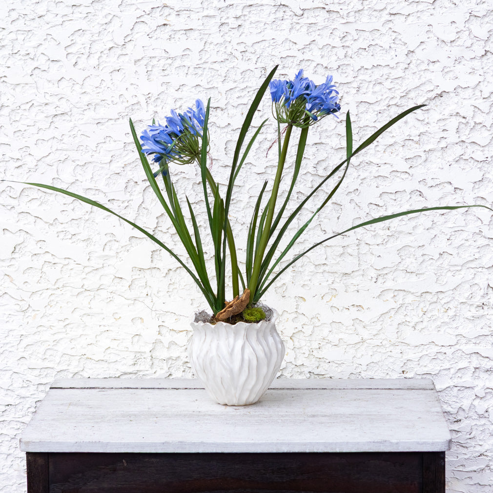 Double Blue Agapanthus Drop In