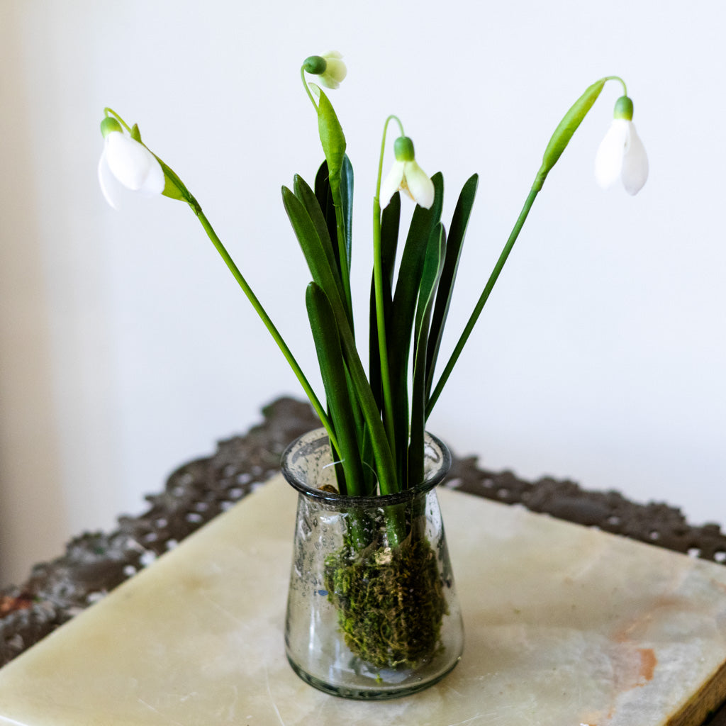 Snowdrop Plant Drop In