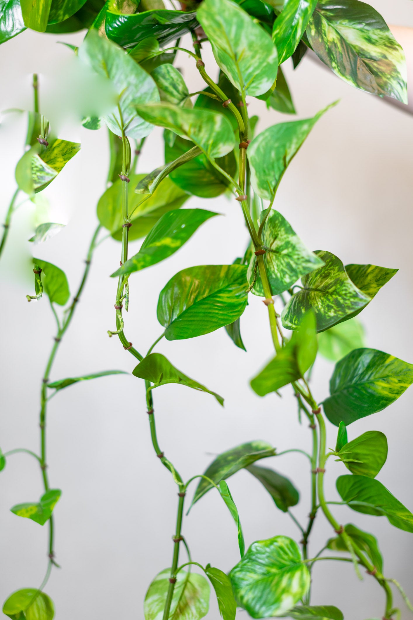 Natural Touch Pothos Hanging Plant UV Treated