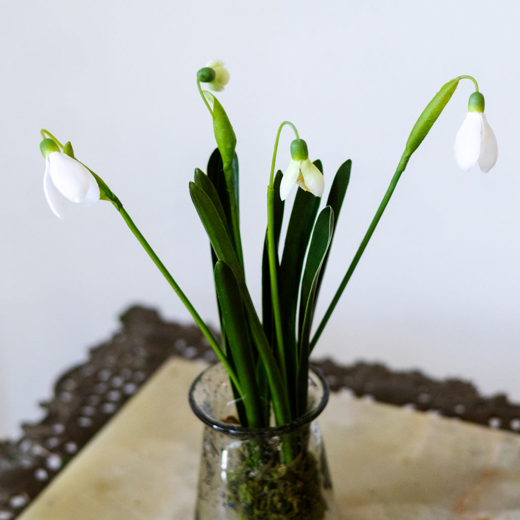 Snowdrop Plant Drop In