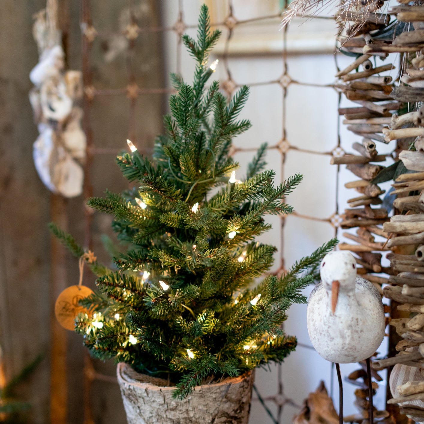 2 Ft. Fraser Pine Tree in Birch Pot with 35 Lights