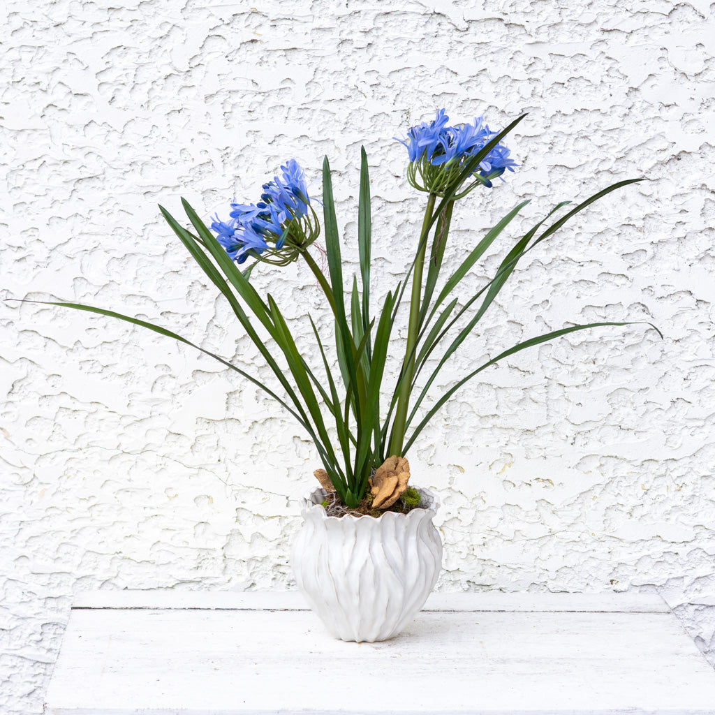 Double Blue Agapanthus Drop In