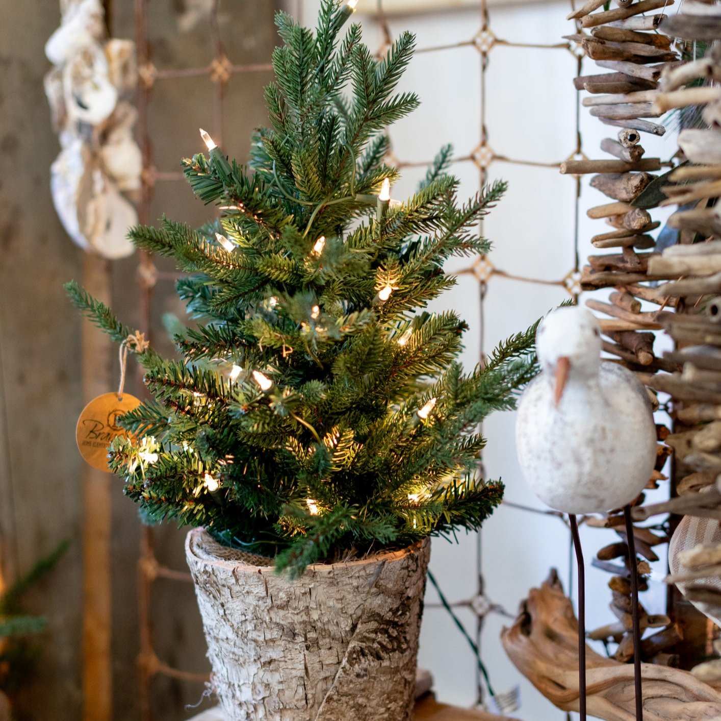 2 Ft. Fraser Pine Tree in Birch Pot with 35 Lights