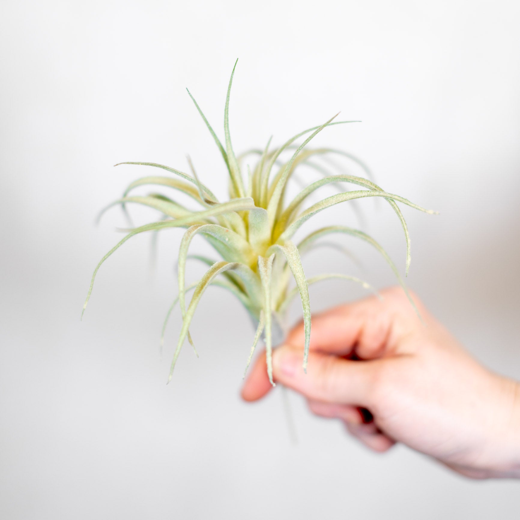 Air Plant Stem