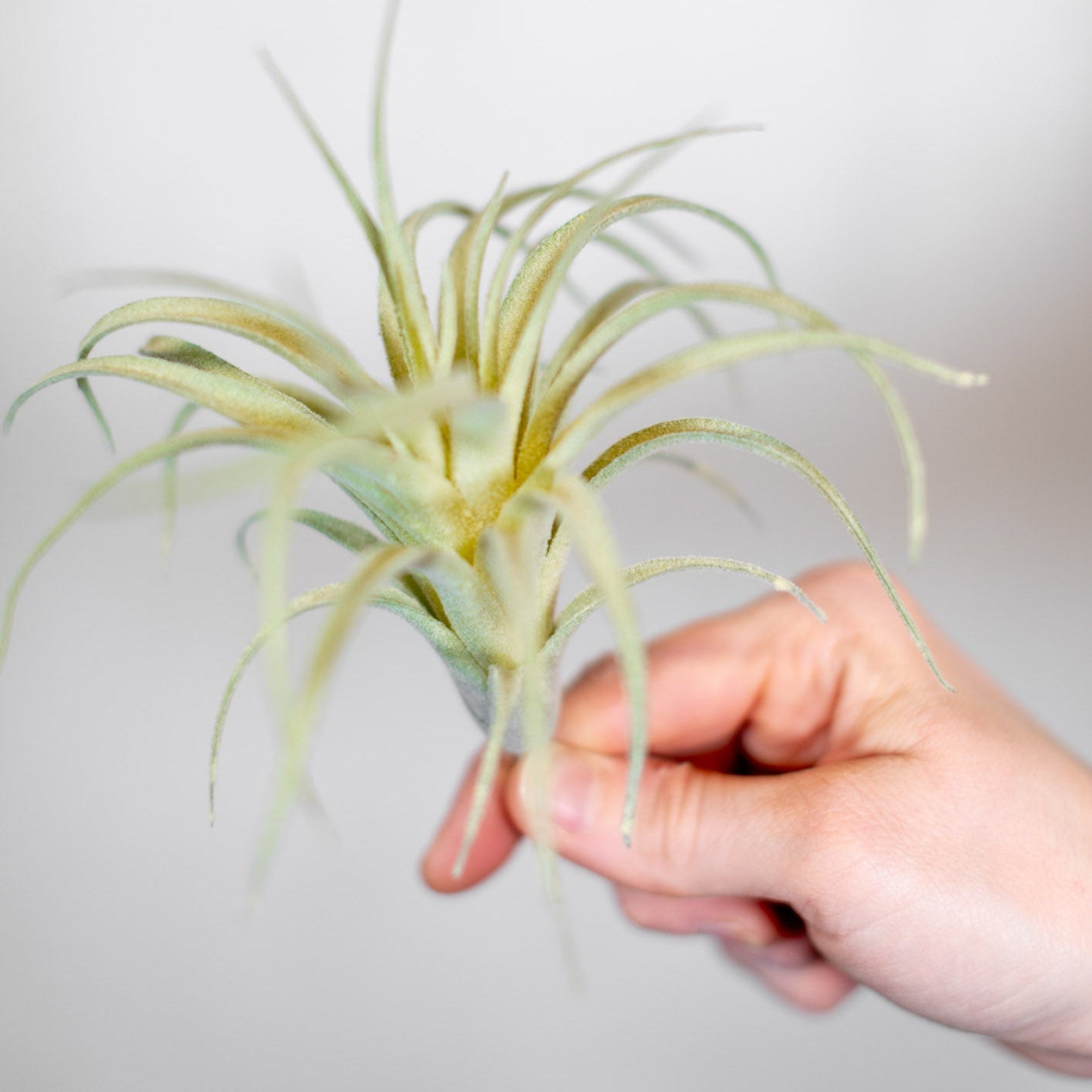 Air Plant Stem