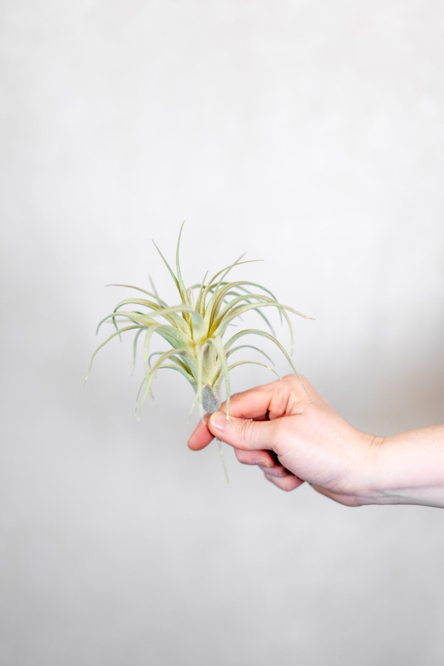 Air Plant Stem