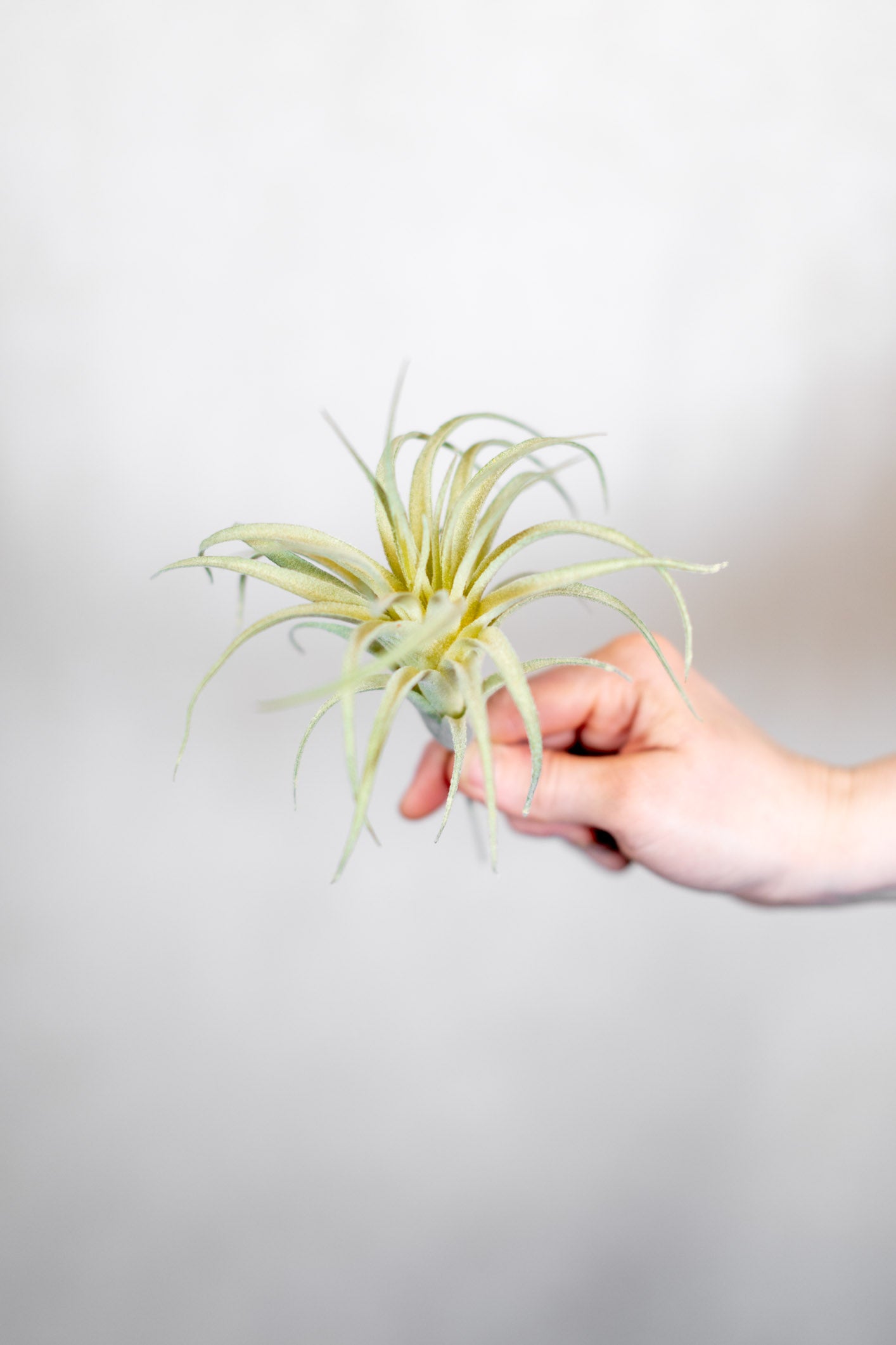 Air Plant Stem