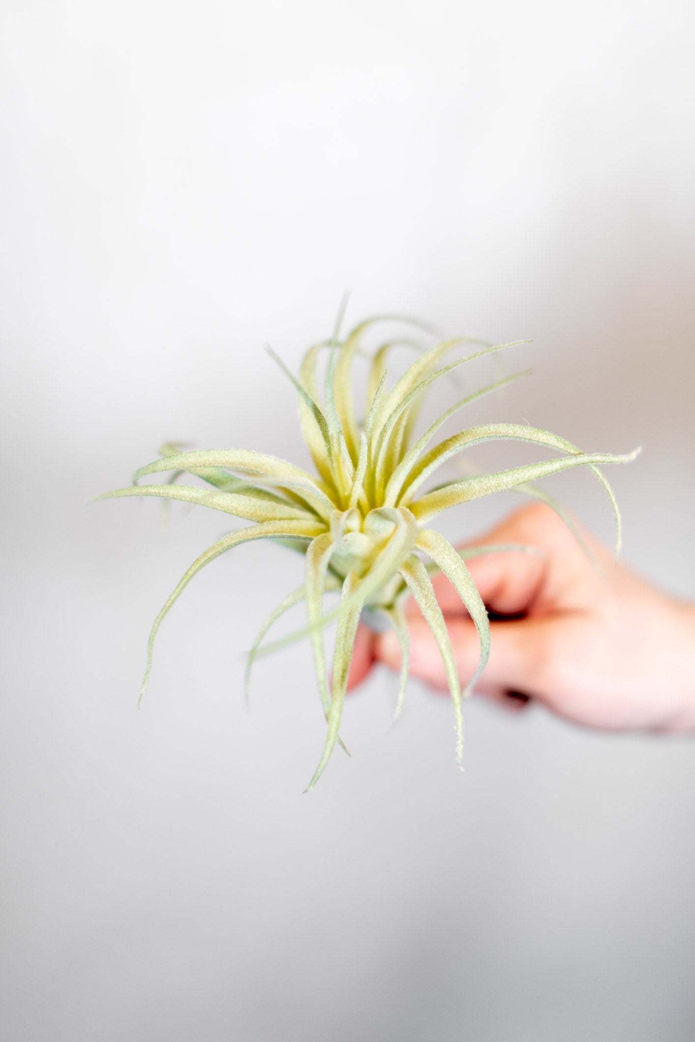 Air Plant Stem