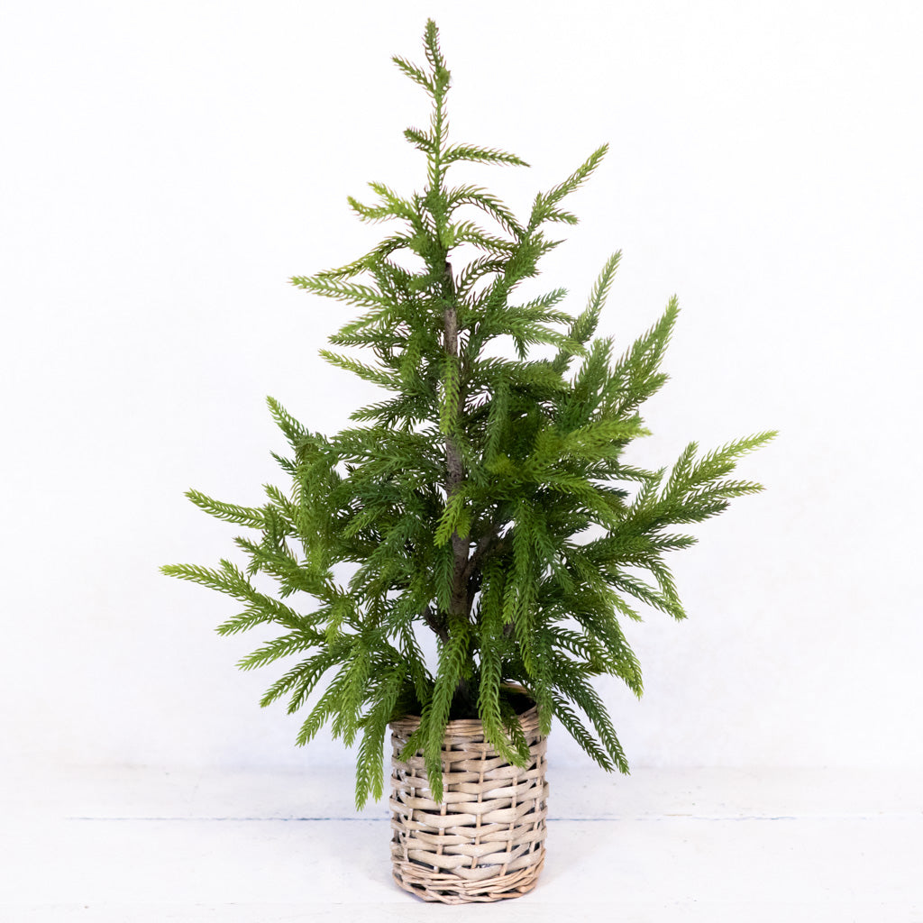 Cypress Tree in Basket