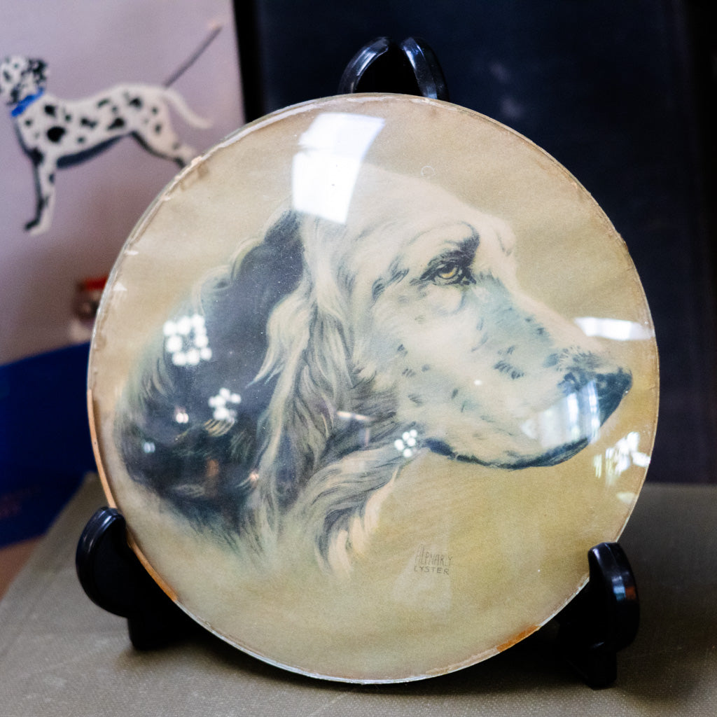 Birddog Convex Glass