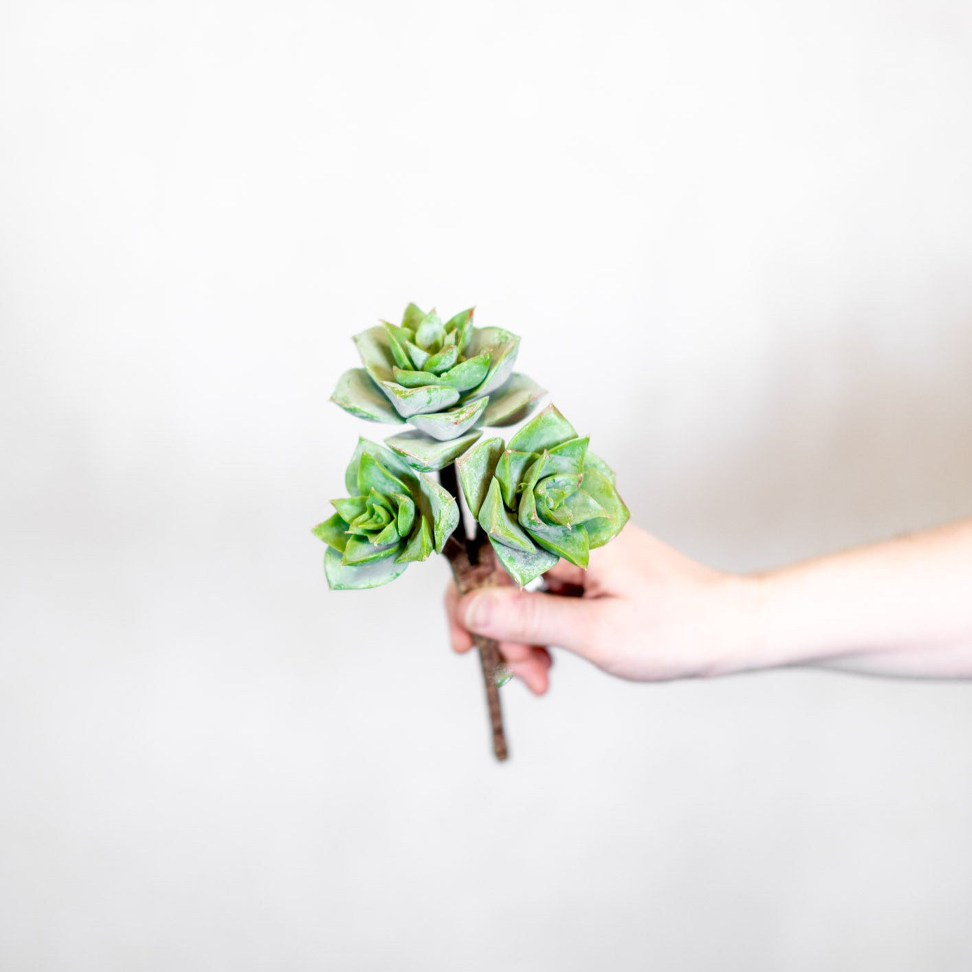 Triple Rosette Succulent Pick