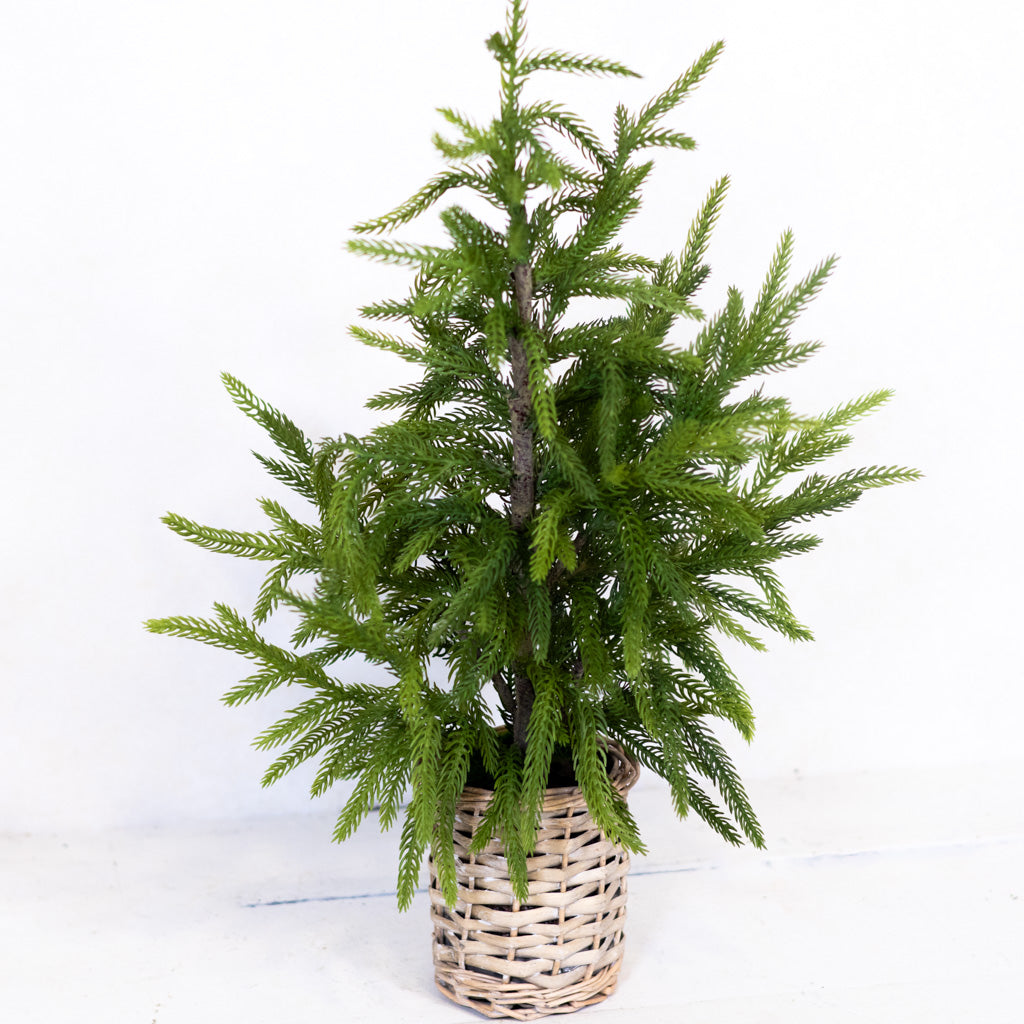 Cypress Tree in Basket