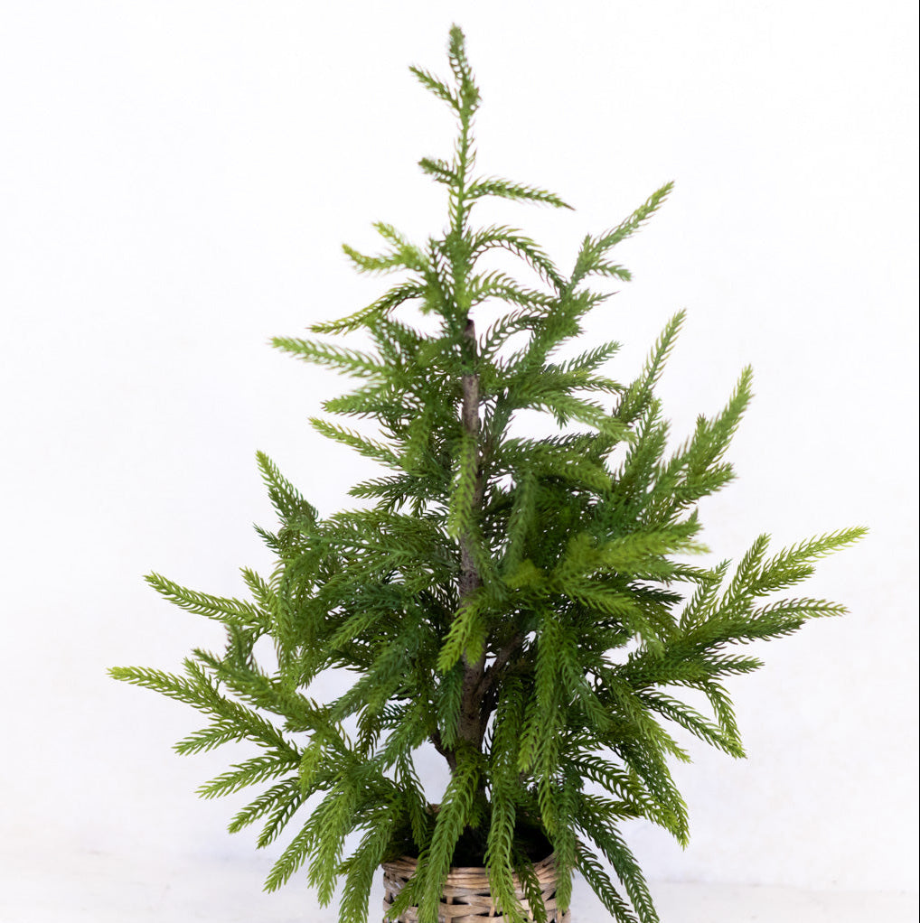 Cypress Tree in Basket